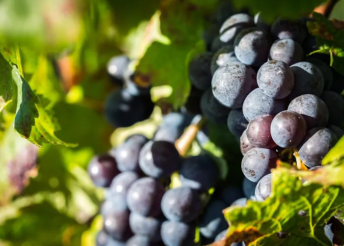 L'hermitage D'alienor 3* Lugon et l’Ile du Carney